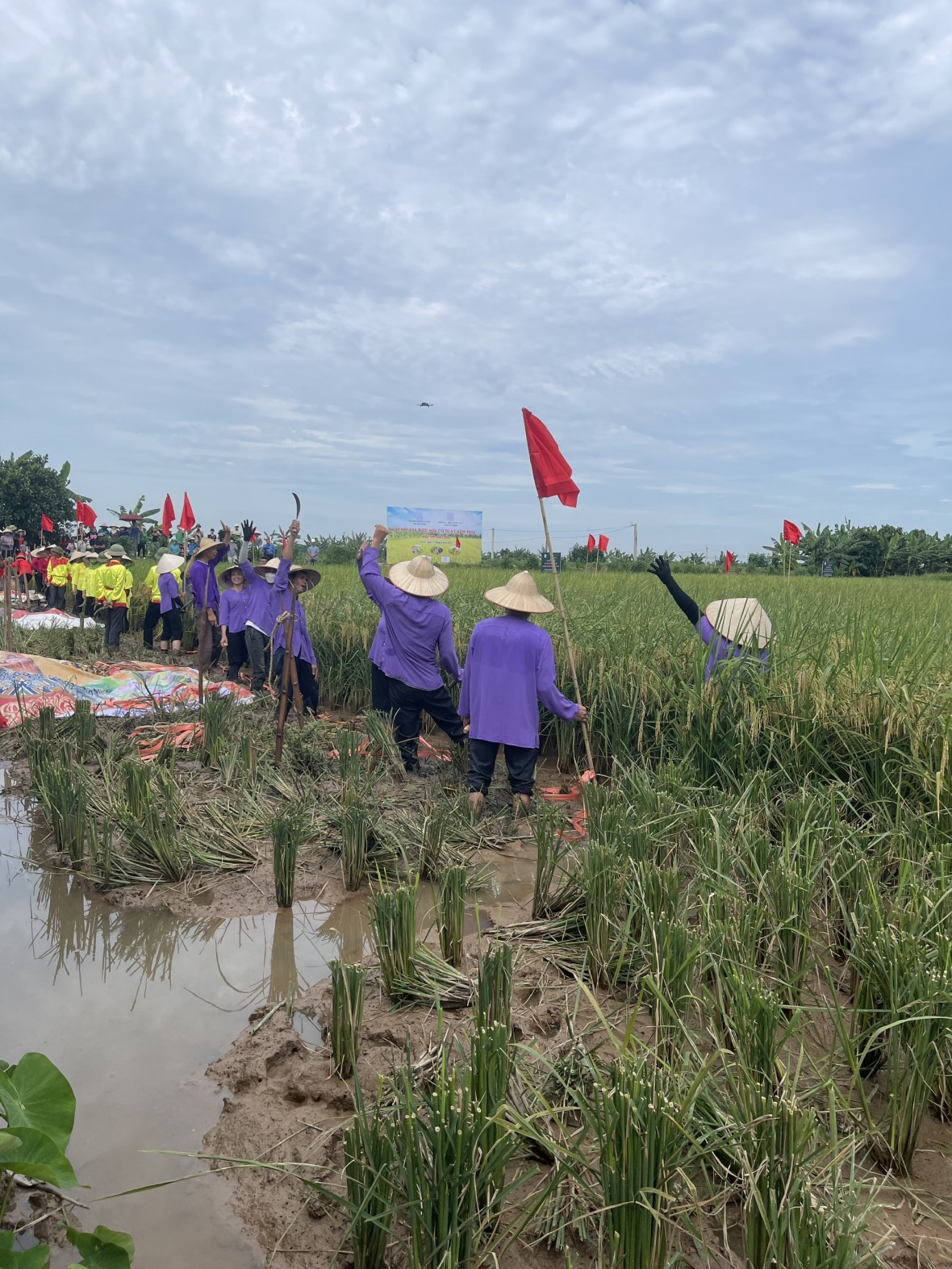 Độc đáo cuộc thi gặt tại ruộng lúa rươi hữu cơ Tứ Kỳ Độc đáo cuộc thi gặt tại ruộng lúa rươi hữu cơ Tứ Kỳ