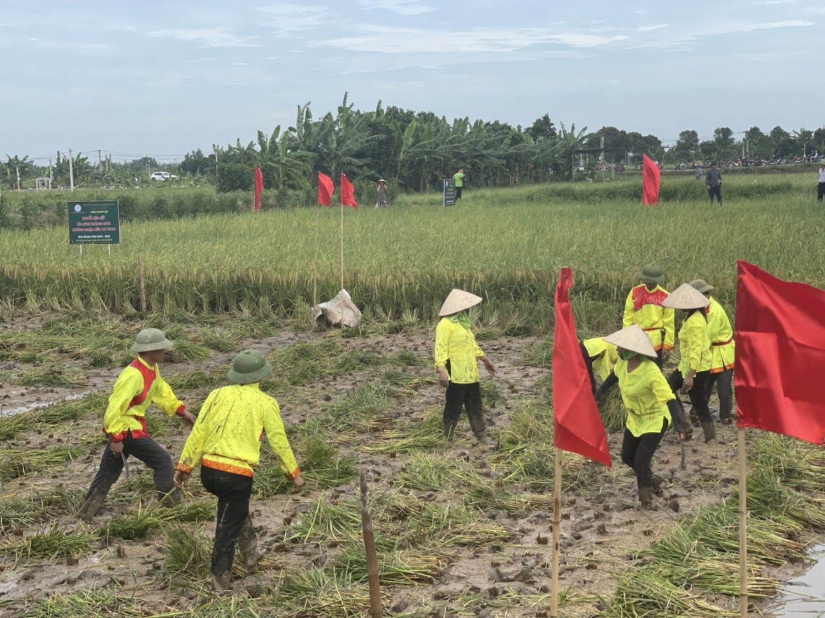 Độc đáo cuộc thi gặt tại ruộng lúa rươi hữu cơ Tứ Kỳ Độc đáo cuộc thi gặt tại ruộng lúa rươi hữu cơ Tứ Kỳ