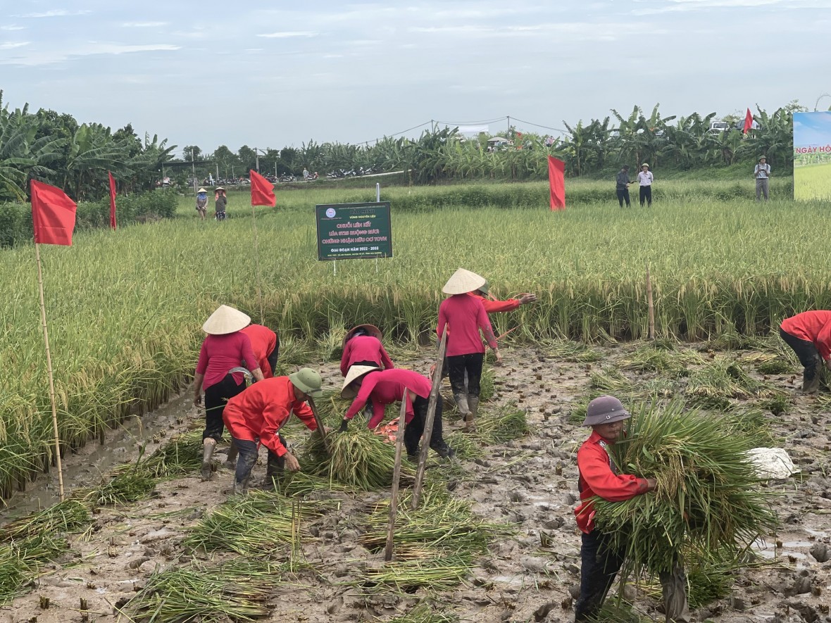 Độc đáo cuộc thi gặt tại ruộng lúa rươi hữu cơ Tứ Kỳ Độc đáo cuộc thi gặt tại ruộng lúa rươi hữu cơ Tứ Kỳ