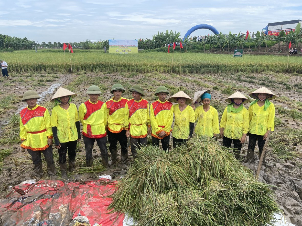 Độc đáo cuộc thi gặt tại ruộng lúa rươi hữu cơ Tứ Kỳ Độc đáo cuộc thi gặt tại ruộng lúa rươi hữu cơ Tứ Kỳ