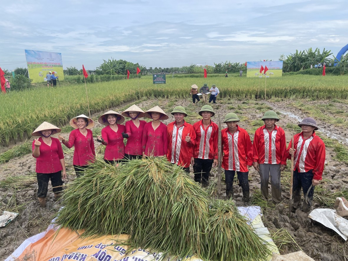 Độc đáo cuộc thi gặt tại ruộng lúa rươi hữu cơ Tứ Kỳ Độc đáo cuộc thi gặt tại ruộng lúa rươi hữu cơ Tứ Kỳ