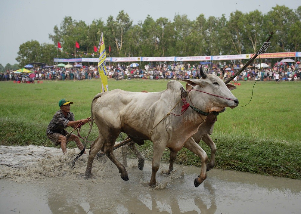Công ty CP Phân bón Bình Điền đồng hành cùng hội đua bò Bảy Núi tỉnh An Giang Công ty CP Phân bón Bình Điền đồng hành cùng hội đua bò Bảy Núi tỉnh An Giang