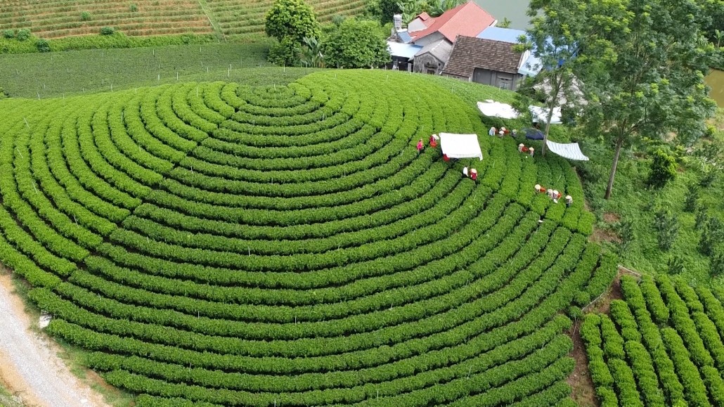 Thái Nguyên: Tăng trưởng ngoạn mục nhờ cơ cấu lại ngành nông nghiệp