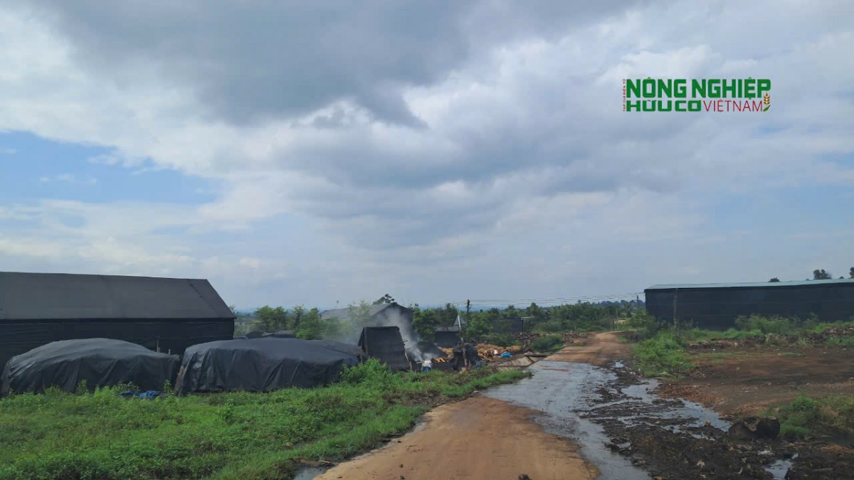 Lãnh đạo xã nói gì về các lò than hoạt động trái phép ảnh hưởng cây trồng của nông dân?