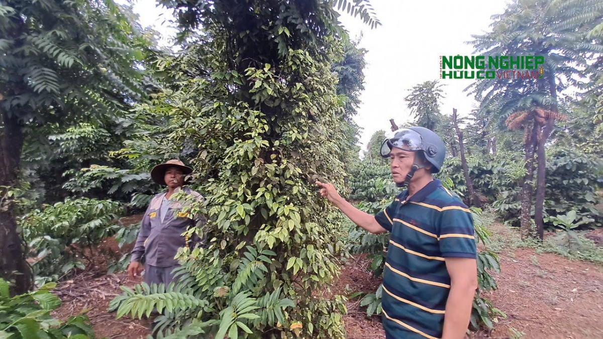 Lãnh đạo xã nói gì về các lò than hoạt động trái phép ảnh hưởng cây trồng của nông dân?