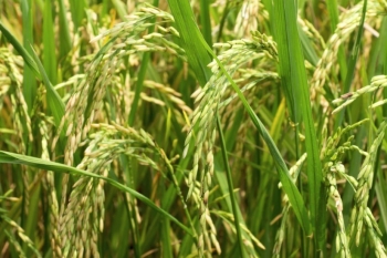 Gạo Ấn Độ "càn quét" thị trường toàn cầu