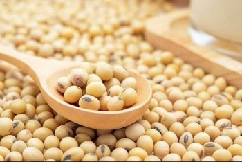 Giá đậu tương "lao dốc"