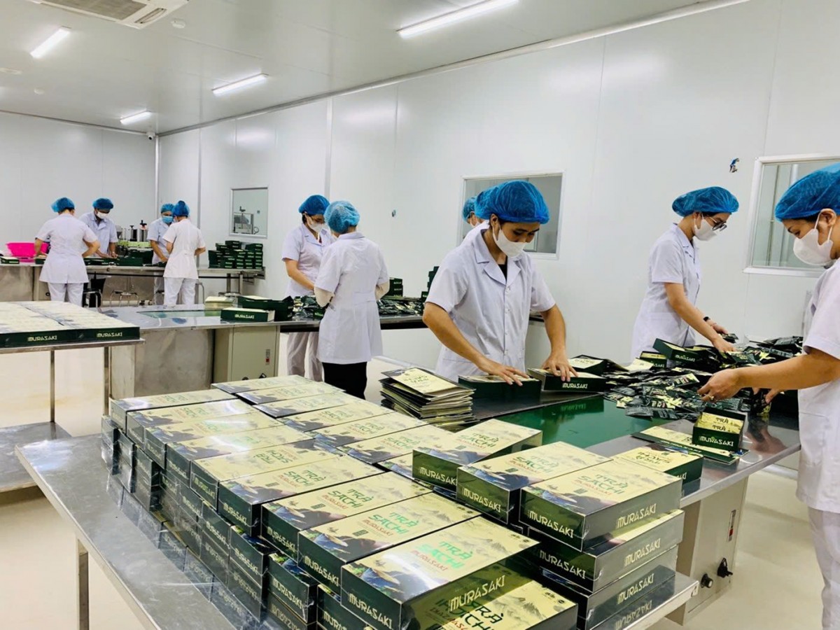 Sản xuất trà tại nhà máy. Sản xuất trà tại nhà máy.