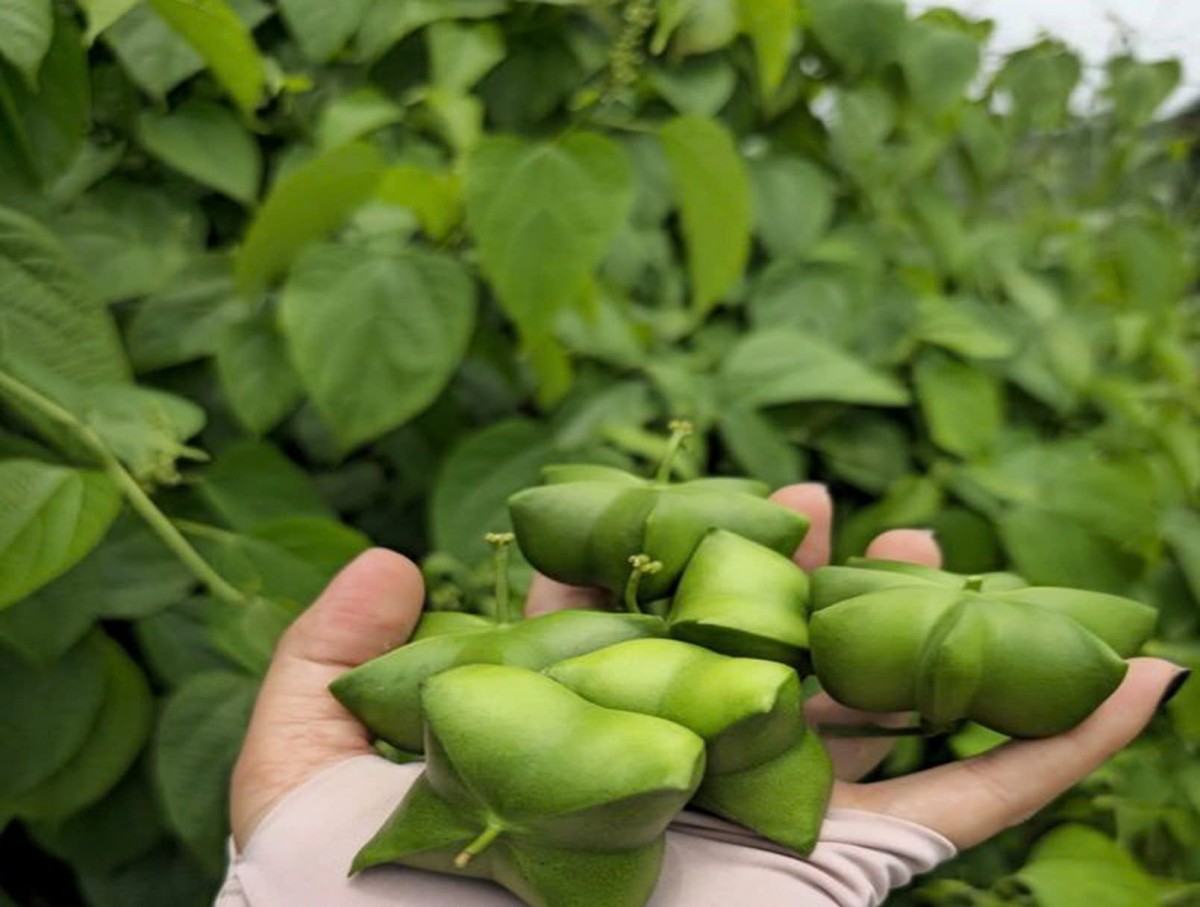 Quả Sachi ngay tại vườn trong farm. Quả Sachi ngay tại vườn trong farm.