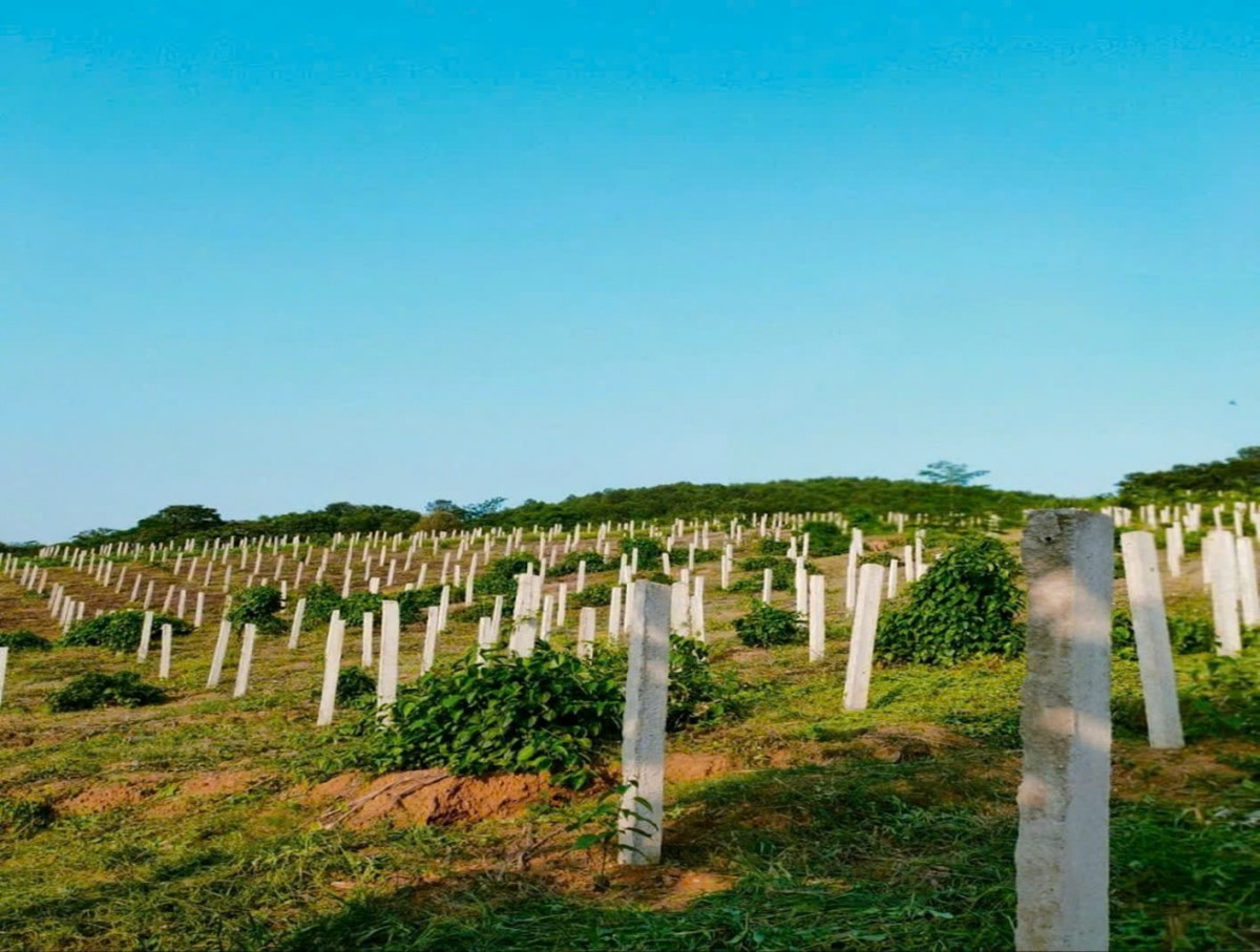 Vườn dược liệu Sachi lô A3 trong farm. Vườn dược liệu Sachi lô A3 trong farm.