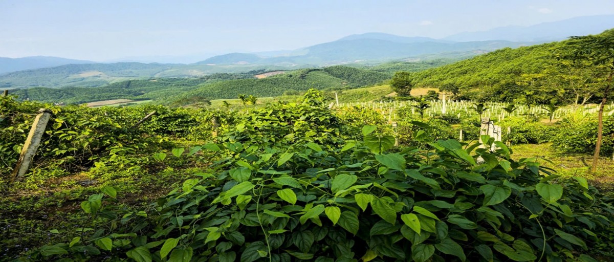 Vườn dược liệu sachi lô A1 trong farm. Vườn dược liệu sachi lô A1 trong farm.