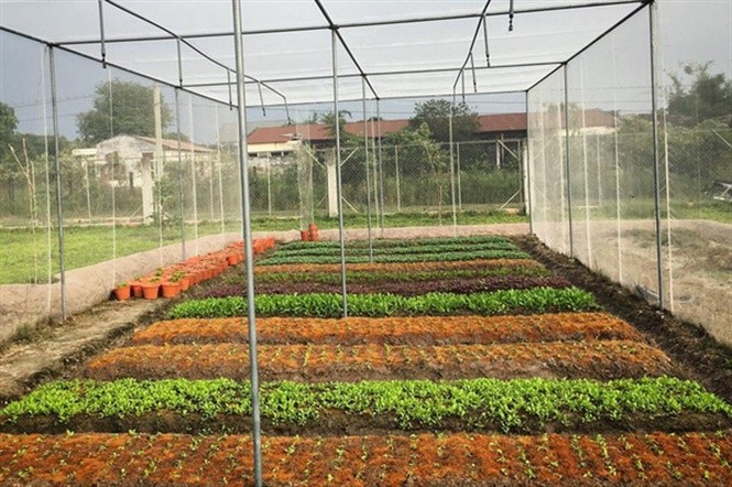 Gò Công Tây (Tiền Giang): Điểm sáng trong phát triển kinh tế tập thể