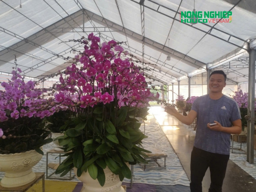 Anh Đông chủ shop hoa chia sẻ với phóng viên về các đặc tính của hoa lan