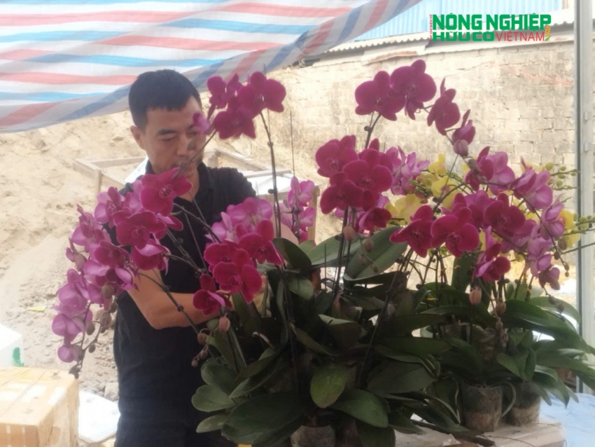 Hải Phòng: Thị trường hoa lan rộn ràng đón Tết Nguyên đán Ất Tỵ