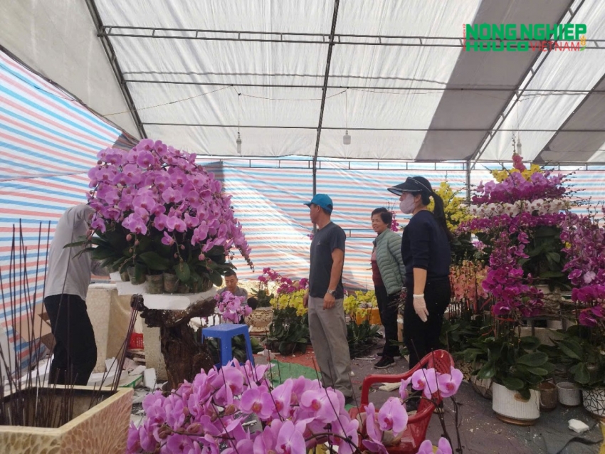 Hải Phòng: Thị trường hoa lan rộn ràng đón Tết Nguyên đán Ất Tỵ