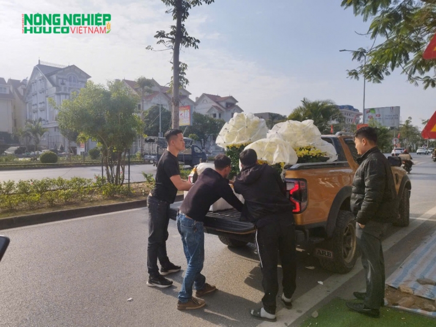 Hải Phòng: Thị trường hoa lan rộn ràng đón Tết Nguyên đán Ất Tỵ