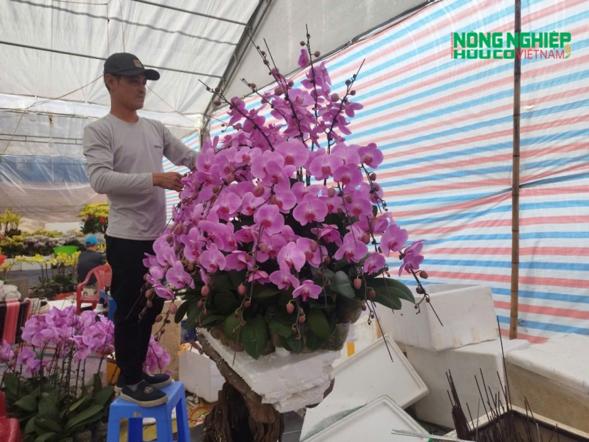 Hải Phòng: Thị trường hoa lan rộn ràng đón Tết Nguyên đán Ất Tỵ
