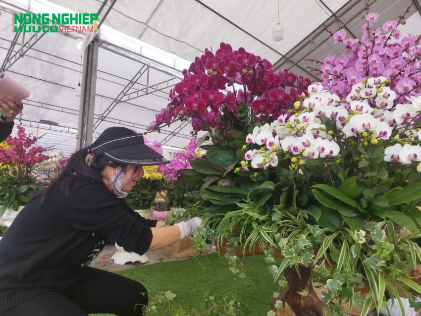 Hải Phòng: Thị trường hoa lan rộn ràng đón Tết Nguyên đán Ất Tỵ