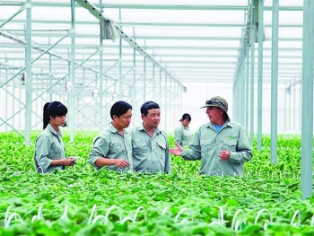 Tăng cường kết nối doanh nghiệp trong sản xuất nông nghiệp hữu cơ