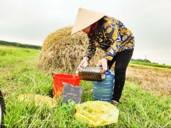 "Vựa phân" từ đồng ruộng: Nông dân Việt tự ủ phân hữu cơ