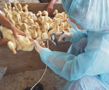 Hải Dương: Cấp gần 3,36 triệu liều vắc xin các loại để tiêm phòng cho vật nuôi