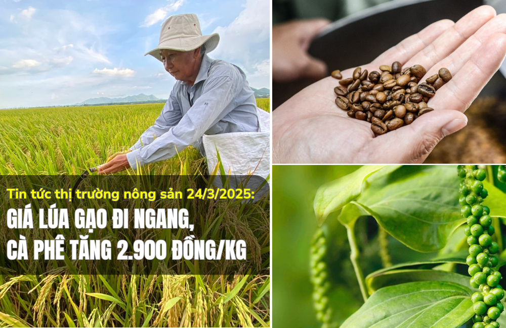 Tin tức thị trường nông sản 24/3/2025: Giá lúa gạo đi ngang, cà phê tăng 2.900 đồng/kg