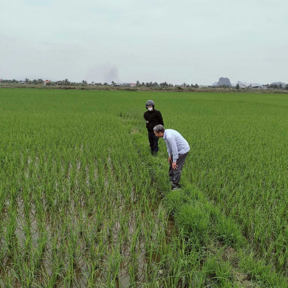 toàn tỉnh gieo cấy được 13.960 ha lúa Xuân