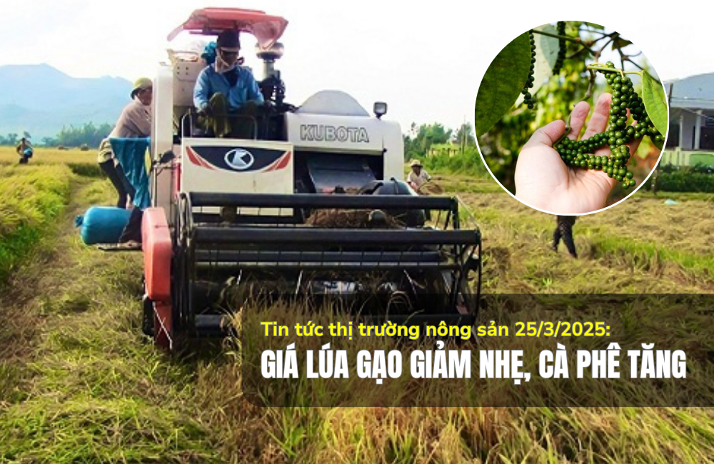 Tin tức thị trường nông sản 25/3/2025: Giá lúa gạo giảm nhẹ, cà phê tăng