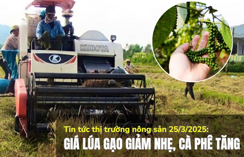 Tin tức thị trường nông sản 25/3/2025: Giá lúa gạo giảm nhẹ, cà phê tăng