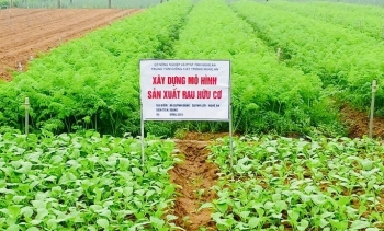 Canh tác hữu cơ – Hướng đi bền vững cho nền nông nghiệp hiện đại