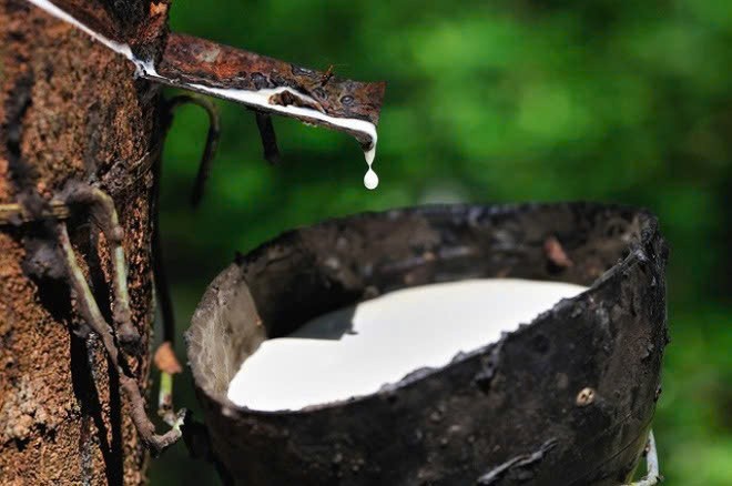 Kon Tum: Chỉ đạo kiểm tra, xử lý các cơ sở vi phạm trong lĩnh vực bảo vệ môi trường