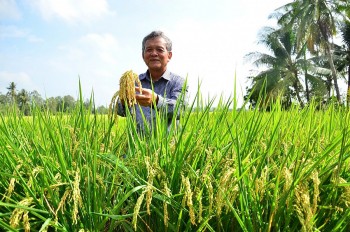 Ông Nguyễn Hồng Phương đang thăm cánh đồng lúa