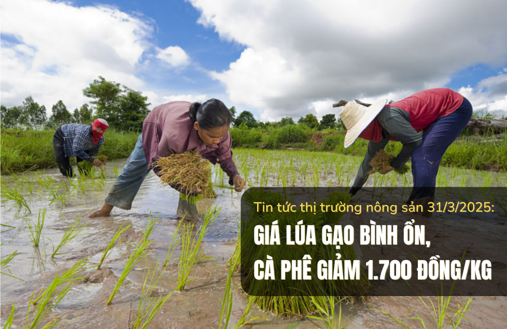 Tin tức thị trường nông sản 31/3/2025: Giá lúa gạo bình ổn, cà phê giảm 1.700 đồng/kg