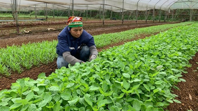 Hải Dương: Nhiều huyện vượt kế hoạch trồng rau màu vụ xuân
