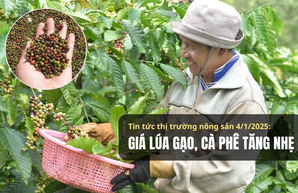 Tin tức thị trường nông sản 4/1/2025: Giá lúa gạo, cà phê tăng nhẹ