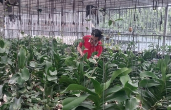 Quyết tâm làm giàu của anh nông dân khiếm thị