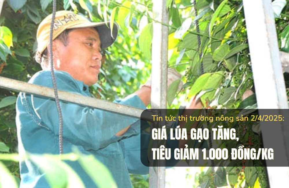 Tin tức thị trường nông sản 4/2/2025: Giá lúa gạo tăng, tiêu giảm 1.000 đồng/kg