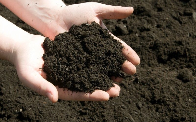 7 lợi ích to lớn khi sử dụng chế phẩm sinh học trong phát triển nông nghiệp hữu cơ