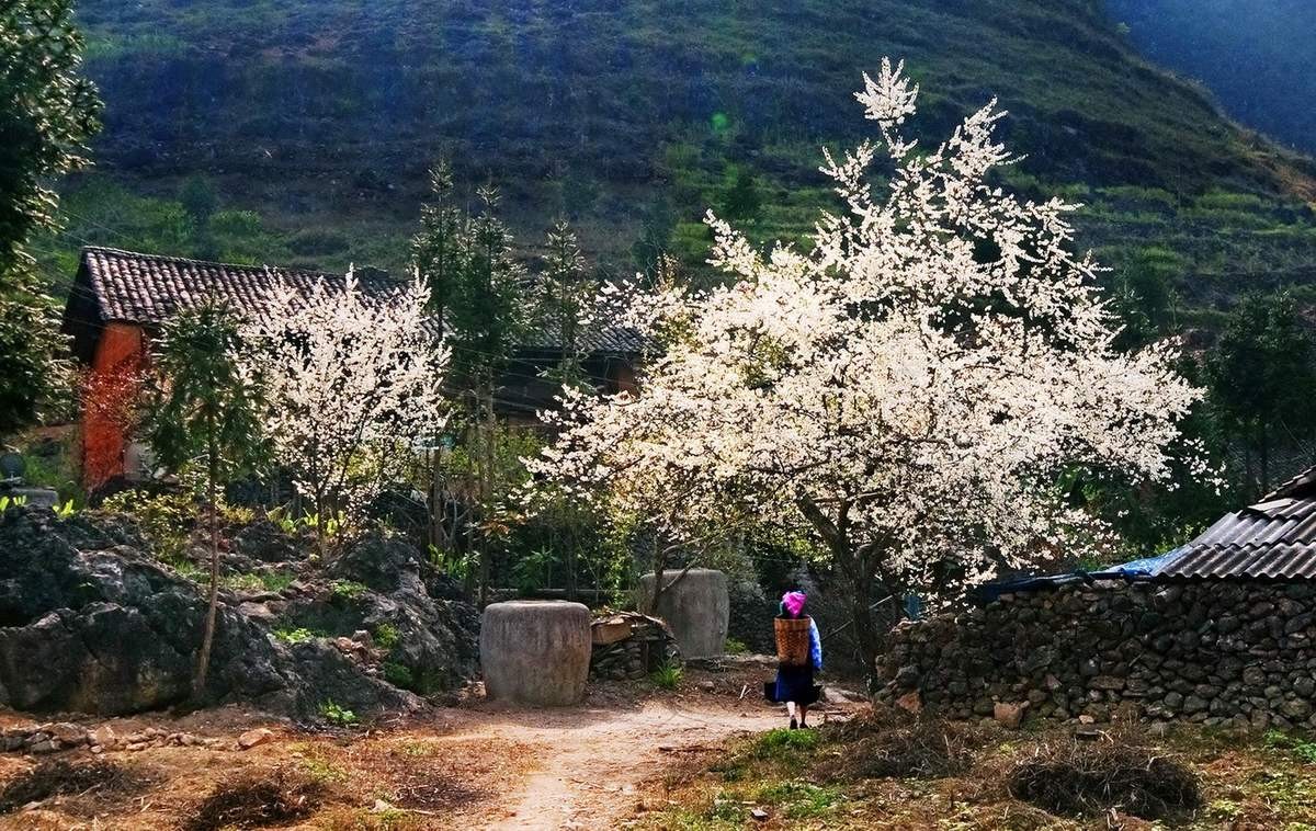 Bản hùng ca của đá và hoa trên công viên địa chất cao nguyên đá Đồng Văn