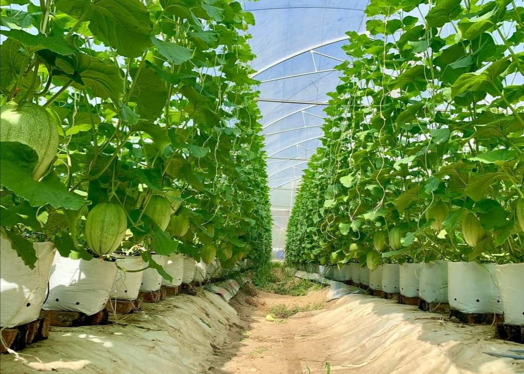 7 lợi ích to lớn khi sử dụng chế phẩm sinh học trong phát triển nông nghiệp hữu cơ