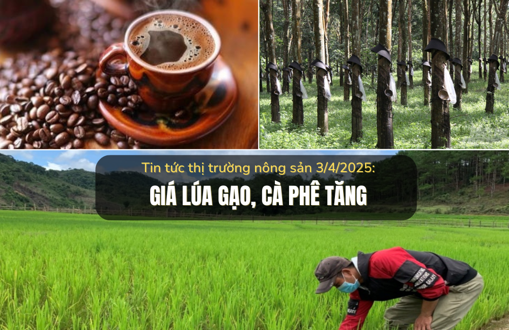 Tin tức thị trường nông sản 03/4/2025: Giá lúa gạo, cà phê tăng