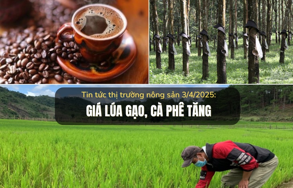 Tin tức thị trường nông sản 03/4/2025: Giá lúa gạo, cà phê tăng