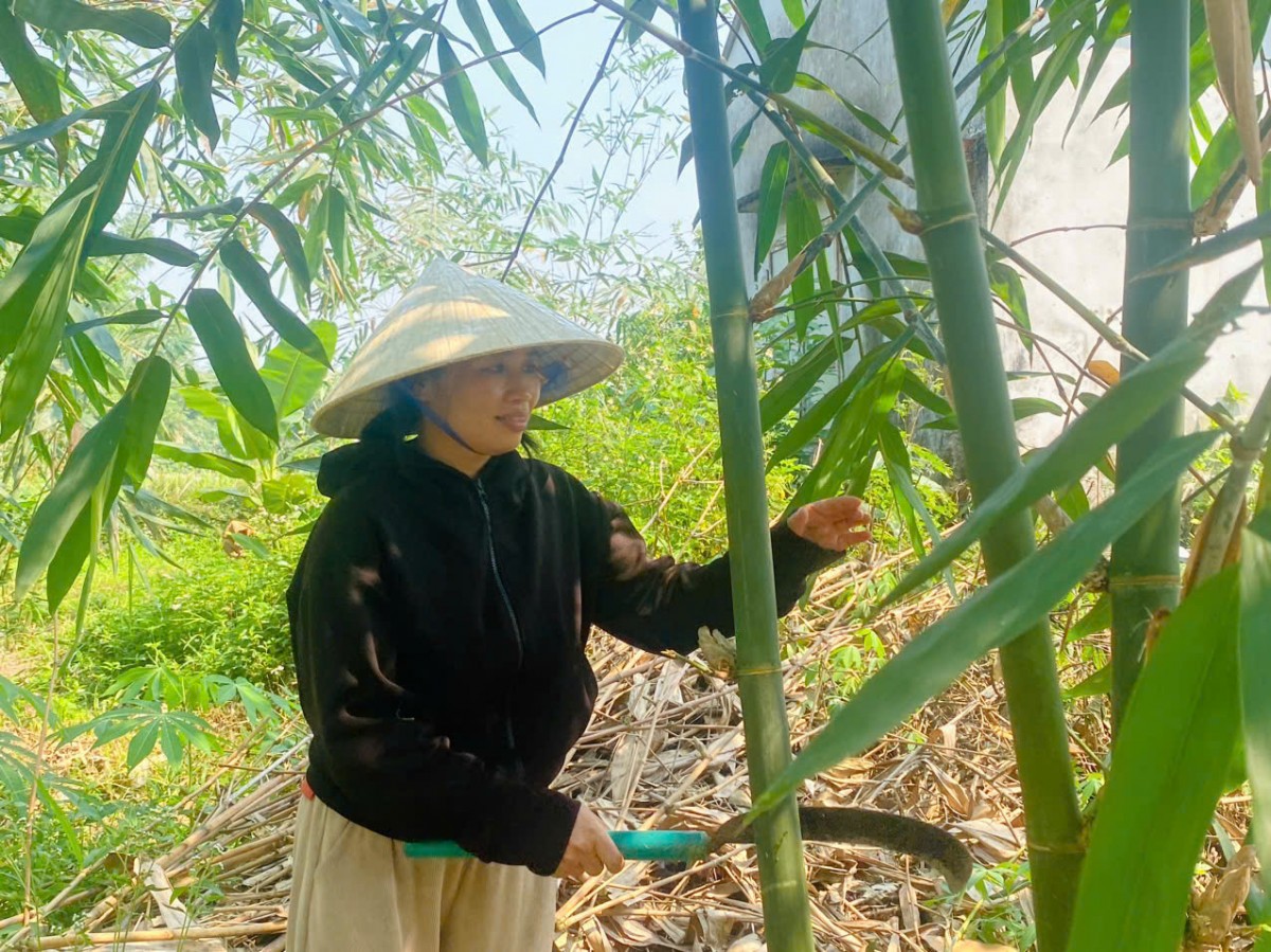 Mô hình trồng măng hữu cơ đem lại hiệu quả và bền vững tại Đà Nẵng