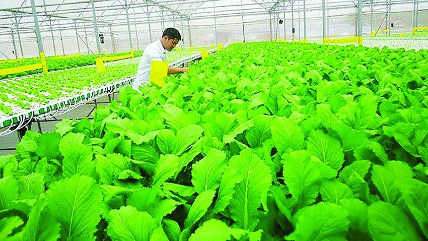 Nông nghiệp hữu cơ Việt Nam: Khơi dậy tiềm năng xanh từ chính sách