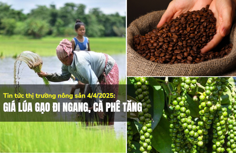 Tin tức thị trường nông sản 4/4/2025: Giá lúa gạo đi ngang, cà phê tăng