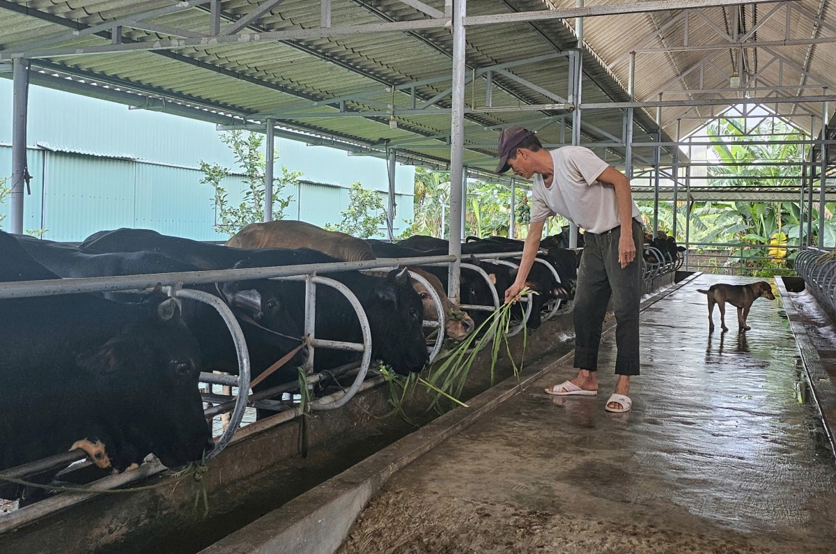 Xử phạt và dừng hoạt động Công ty C.P do biến tướng dự án trồng rau an toàn