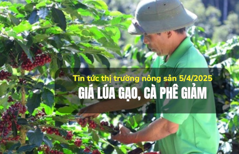 Tin tức thị trường nông sản 5/4/2025: Giá lúa gạo, cà phê giảm