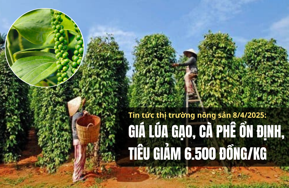 Tin tức thị trường nông sản 8/4/2025: Giá lúa gạo, cà phê ổn định, tiêu giảm 6.500 đồng/kg