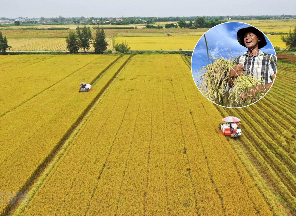 Phát triển chuỗi giá trị nông nghiệp nhằm tạo ra giá trị kinh tế cao
