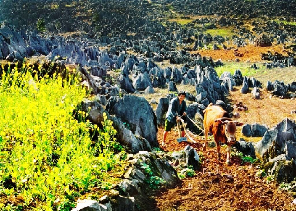 Độc đáo việc trồng xen canh ngô và rau trên cao nguyên đá Đồng Văn